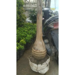 Palem Botol Besar Tinggi 1,5 Meter