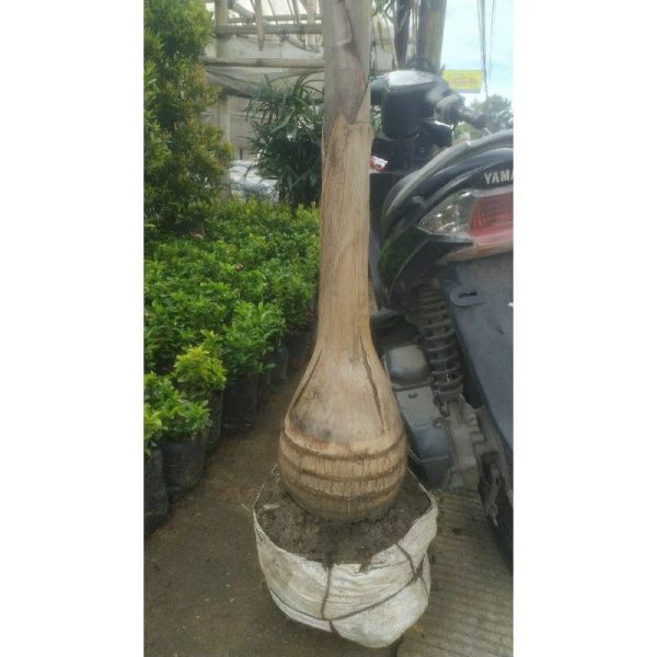 Palem Botol Besar Tinggi 1,5 Meter