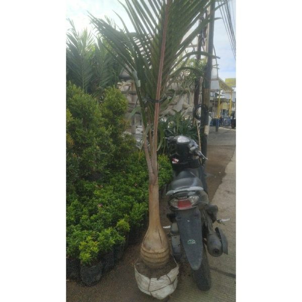 Palem Botol Besar Tinggi 1,5 Meter
