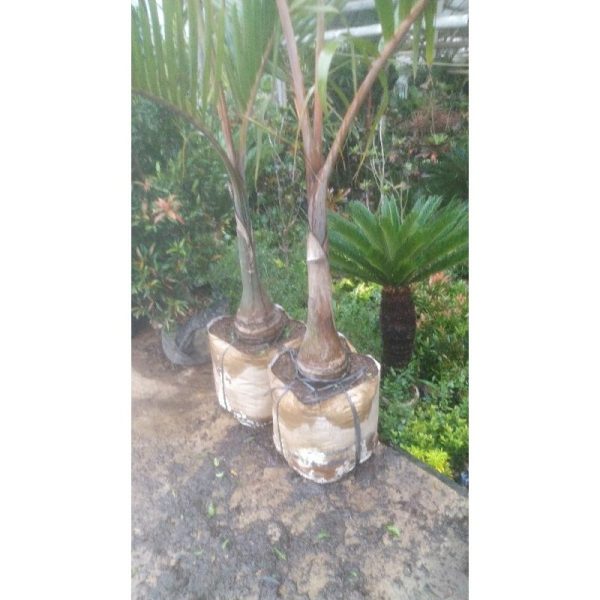 Palem Botol Besar Tinggi 1,5 Meter