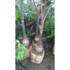 Palem Botol Besar Tinggi 1,5 Meter