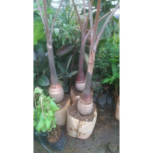 Palem Botol Besar Tinggi 1,5 Meter
