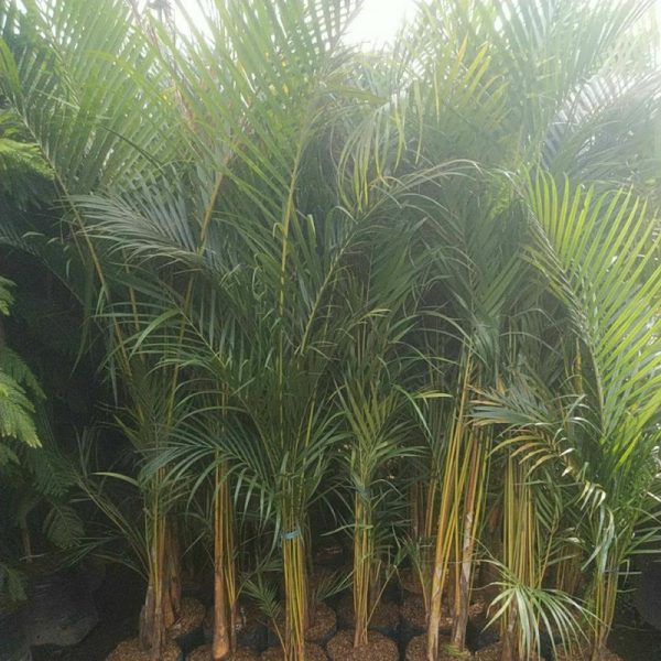 Palem Kuning 2 Meter Tinggi Dari Akar Sampai Pucuk