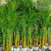 Palem Kuning 2 Meter Tinggi Dari Akar Sampai Pucuk