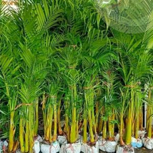 Palem Kuning 2 Meter Tinggi Dari Akar Sampai Pucuk