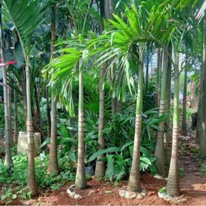Palem Putri tinggi 2 meter up