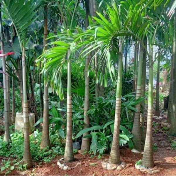 Palem Putri tinggi 2 meter up