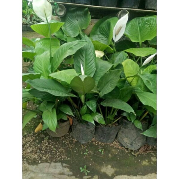 Peace Lily ~ Tanaman Pembersih Udara