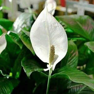 Peace Lily ~ Tanaman Pembersih Udara