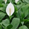 Peace Lily ~ Tanaman Pembersih Udara