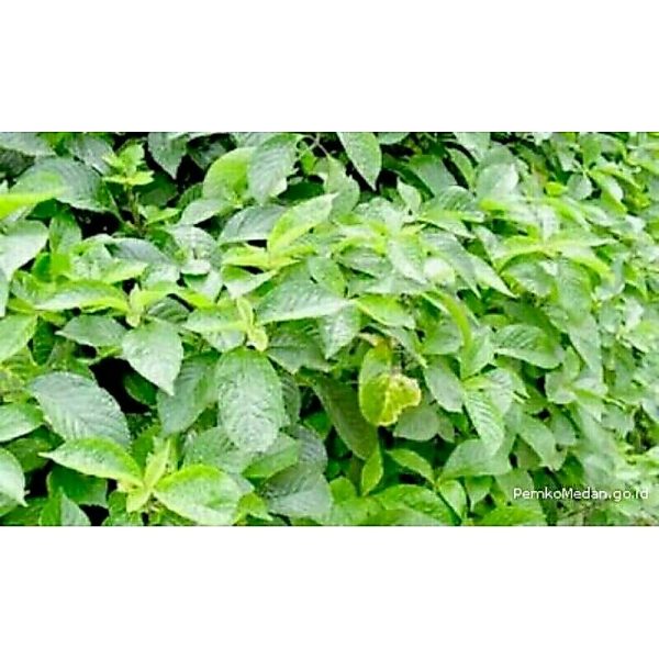 Pecah Keji Beling obat herbal
