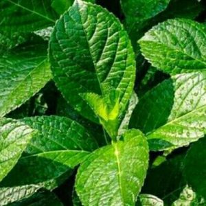 Pecah Keji Beling obat herbal