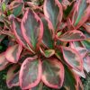peperomia peplan merah - teplan