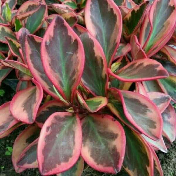 peperomia peplan merah - teplan