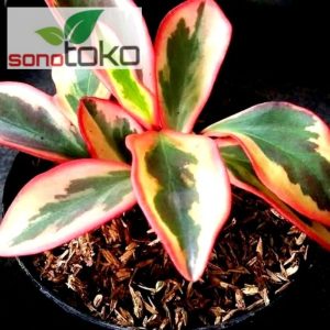 peperomia peplan merah - teplan