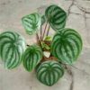 Peperomia Semangka Watermelon Dewasa Tanaman Hias Unik