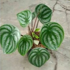 Peperomia Semangka Watermelon Dewasa Tanaman Hias Unik