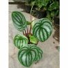 Peperomia Semangka Watermelon Dewasa Tanaman Hias Unik
