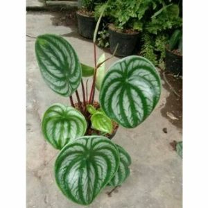Peperomia Semangka Watermelon Dewasa Tanaman Hias Unik