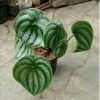 Peperomia Semangka Watermelon Dewasa Tanaman Hias Unik