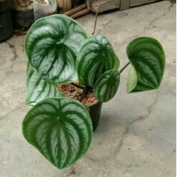 Peperomia Semangka Watermelon Dewasa Tanaman Hias Unik