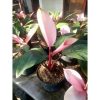 Philo Pink Kongo - Philodendron Congo