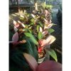Philo Pink Kongo - Philodendron Congo