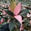 Philo Pink Kongo - Philodendron Congo