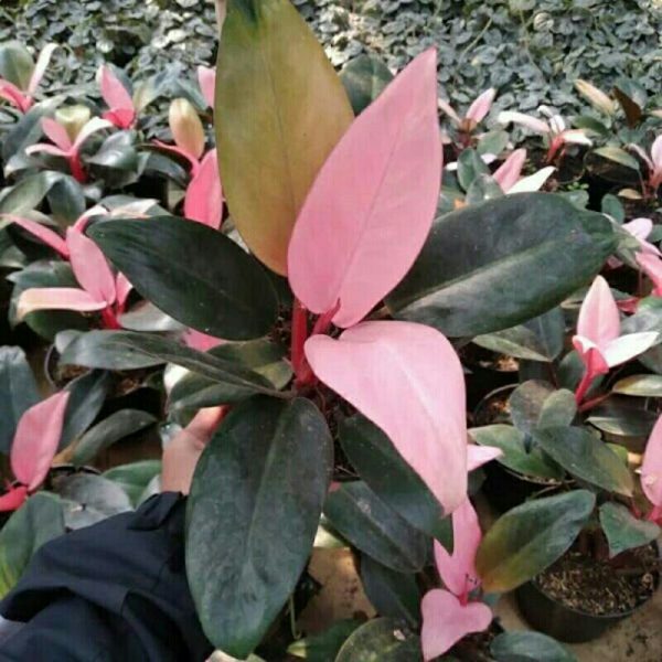 Philo Pink Kongo - Philodendron Congo