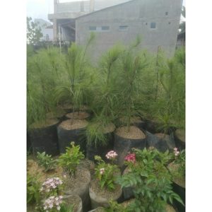 Pinus Merkusi 75cm Rimbun Batang Besar