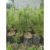 Pinus Merkusi 75cm Rimbun Batang Besar