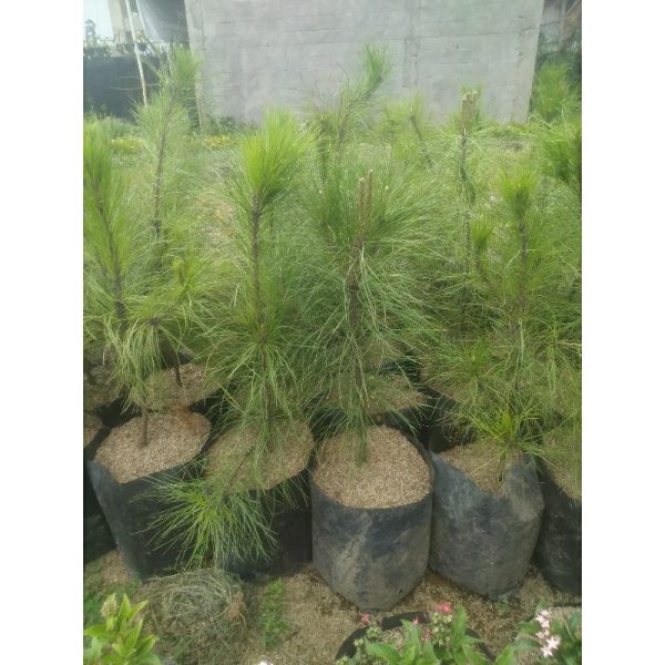Pinus Merkusi 75cm Rimbun Batang Besar