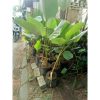 Pisang Calathea Lutea besar