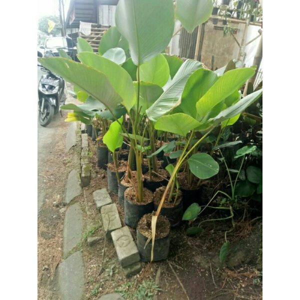 Pisang Calathea Lutea besar