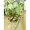 Pisang Calathea Lutea besar