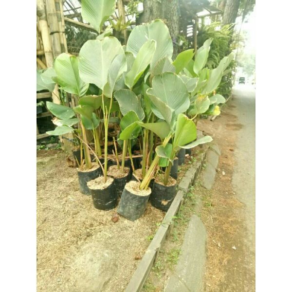 Pisang Calathea Lutea besar