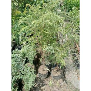 Pohon Asam Jawa Bonsai 75cm Garansi 100%