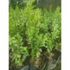 Pohon Bidara Arab Asli Rimbun