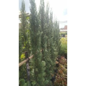 Pohon Cemara Lilin 2 meter