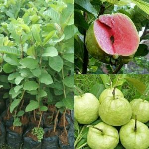 Pohon Jambu Kristal Berbuah Merah