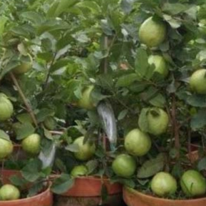 Pohon Jambu Kristal Putih Besar Rimbun Sudah Berbuah