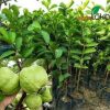 Pohon Jambu Kristal Putih Besar Rimbun Sudah Berbuah
