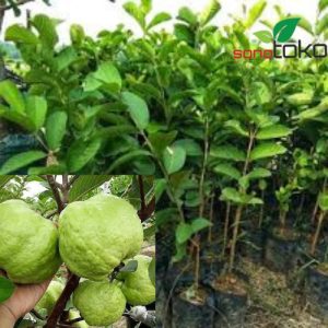 Pohon Jambu Kristal Putih Besar Rimbun Sudah Berbuah