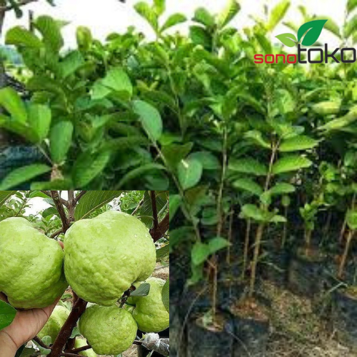 Pohon Jambu Kristal Putih Besar Rimbun Sudah Berbuah