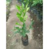 Pohon Jeruk Angka 8 Besar Rimbun Tinggi 70cm