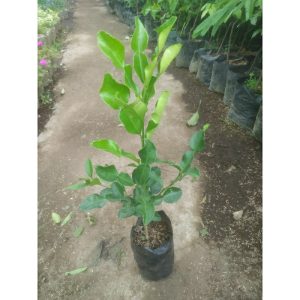 Pohon Jeruk Angka 8 Besar Rimbun Tinggi 70cm