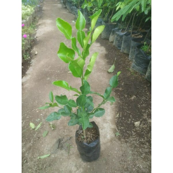 Pohon Jeruk Angka 8 Besar Rimbun Tinggi 70cm