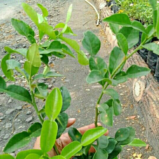 Pohon Jeruk Angka 8 Besar Rimbun Tinggi 70cm