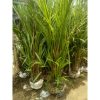 Pohon Palem Merah 2 meter