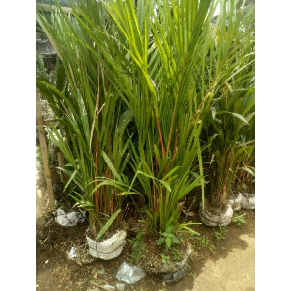 Pohon Palem Merah 2 meter
